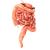 large intestine 3d model turbosquid