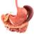 3d scene digestive system turbosquid modes 