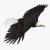 eagle animated rigged 3d model turbosquid