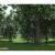 horse chestnut tree 3d model vizpark