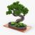 plant in a pot 3d model turbosquid