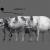 pig anatomy maya zbrush 3d model turbosquid