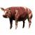 pig muscular system 3d model turbosquid