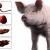 pig internal organs 3d model turbosquid