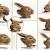 rabbit rigged 3d model turbosquid