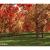 red maple tree 3d model vizpark