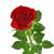 red rose 3d model turbosquid