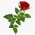 rose 3d model turbosquid