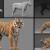 realistic tiger rigged 3d model turbosquid